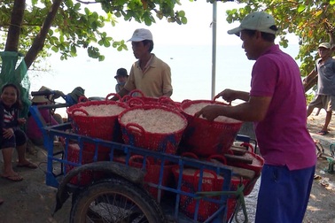 Phú Yên: Kiếm 5 triệu đồng mỗi đêm nhờ trúng đậm ruốc