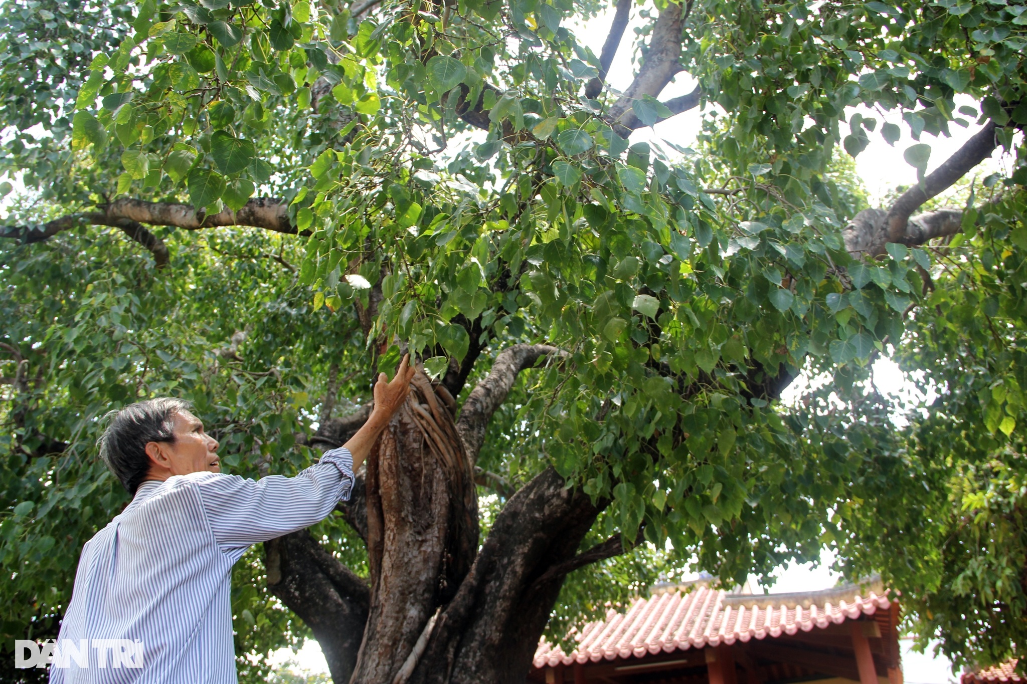 Miếu thờ vị tướng được dân suy tôn trong Khánh Hòa tam kiệt - 10