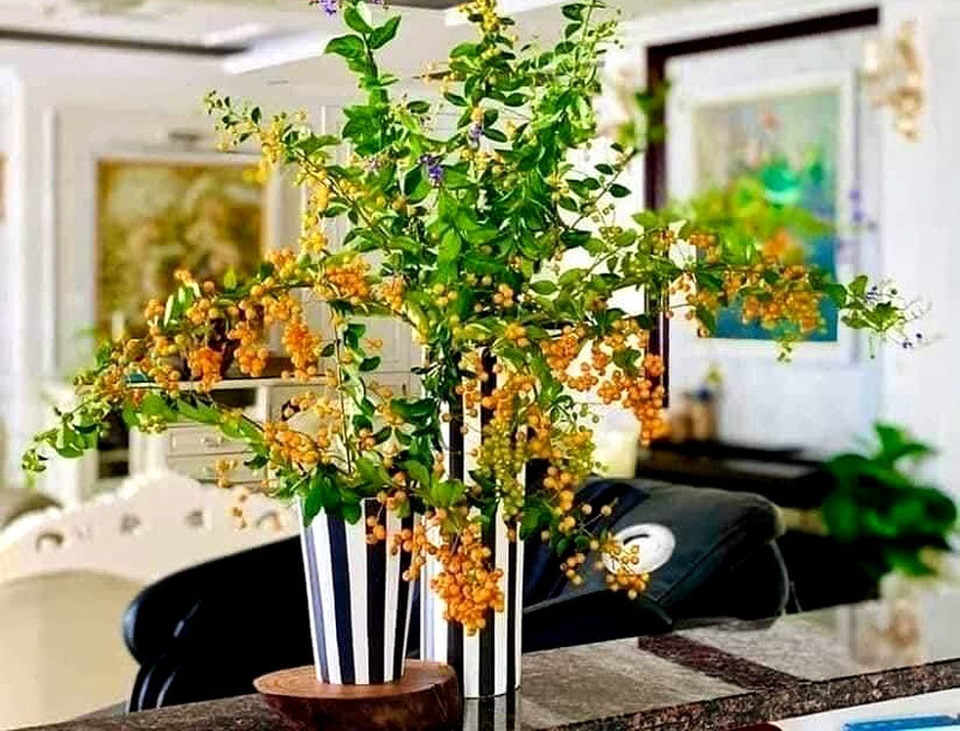 Cây bụi bờ rào: Ở quê cho không, Hà Nội thành hàng sang chảnh - 1 Cây bụi bờ rào: Ở quê cho không, Hà Nội thành hàng sang chảnh - 1