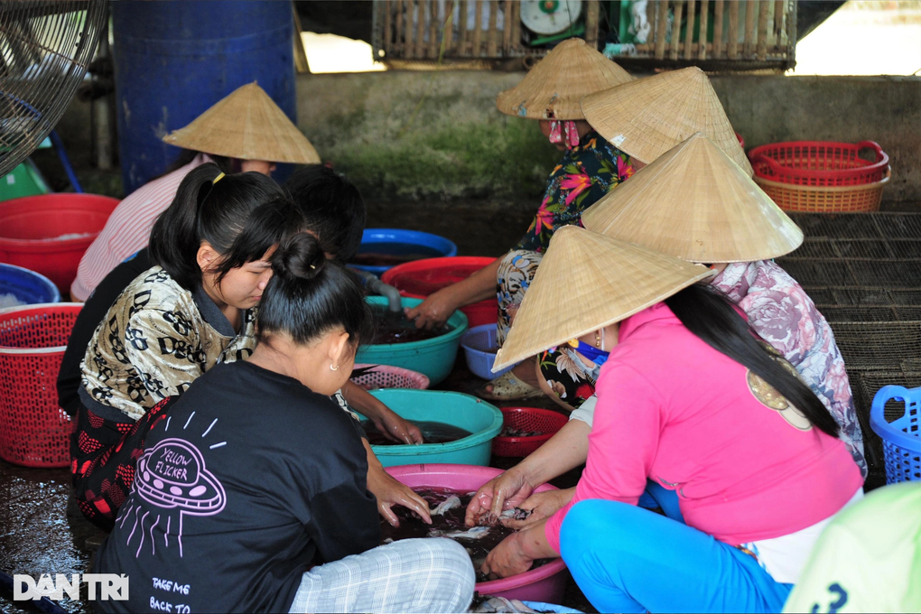 Chợ chuột lớn nhất miền Tây gom 5 tấn mỗi ngày vẫn không đủ bán - 4 Chợ chuột lớn nhất miền Tây gom 5 tấn mỗi ngày vẫn không đủ bán - 4