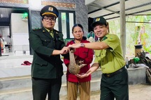 Tê tê Java quý hiếm đi lạc vào nhà dân