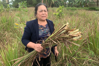 Công ty dược liệu "mất hút", hơn 100 hộ dân vùng trồng sả lao đao