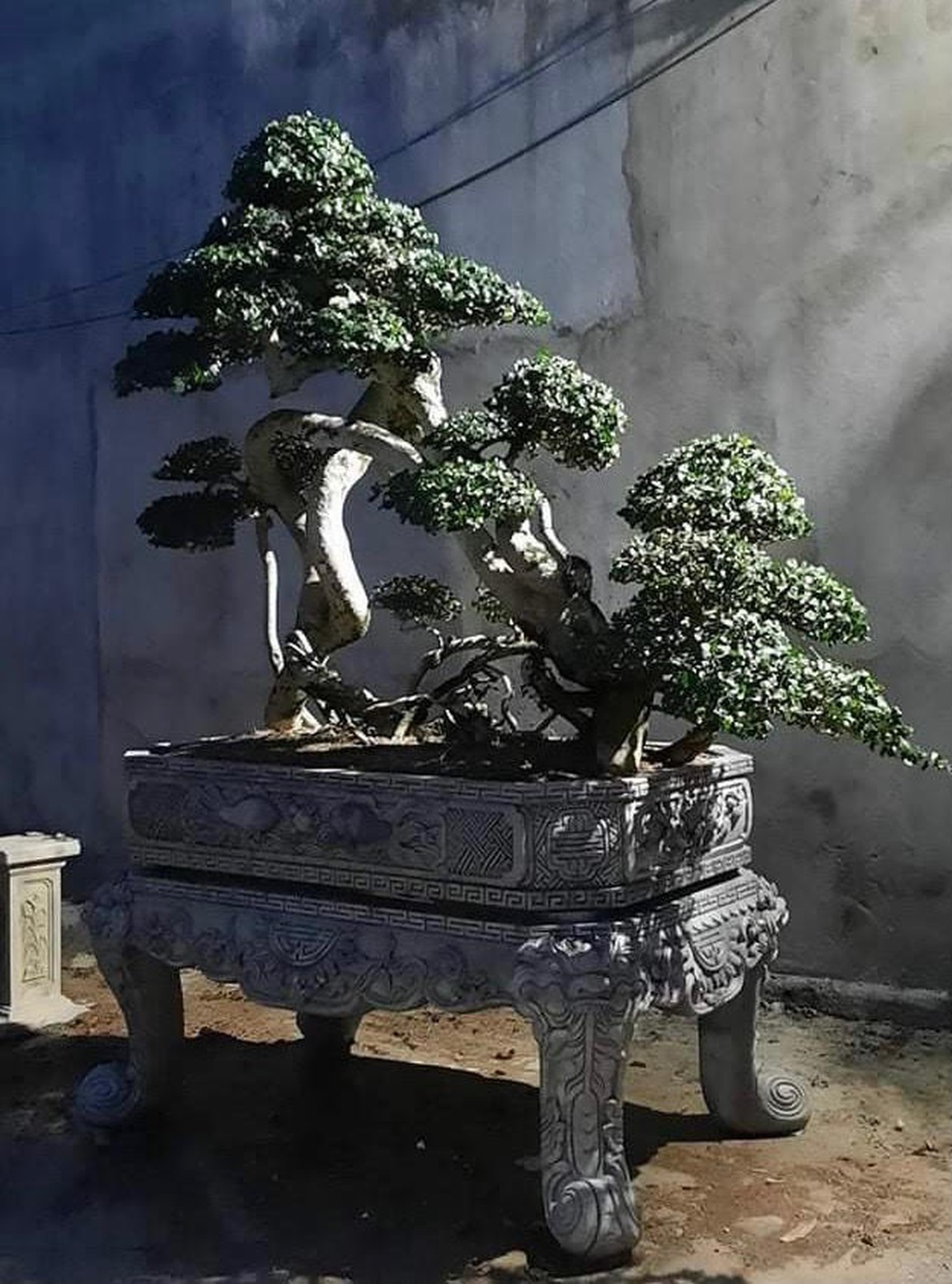Siêu cây Đà Nẵng Hoàng Anh Mộc (Duối) có dáng cực kỳ độc - 3 Siêu cây Đà Nẵng Hoàng Anh Mộc (Duối) có dáng cực kỳ độc - 3