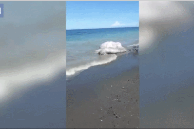 Xác quái vật khổng lồ nhiều lông dạt vào bãi biển Philippines