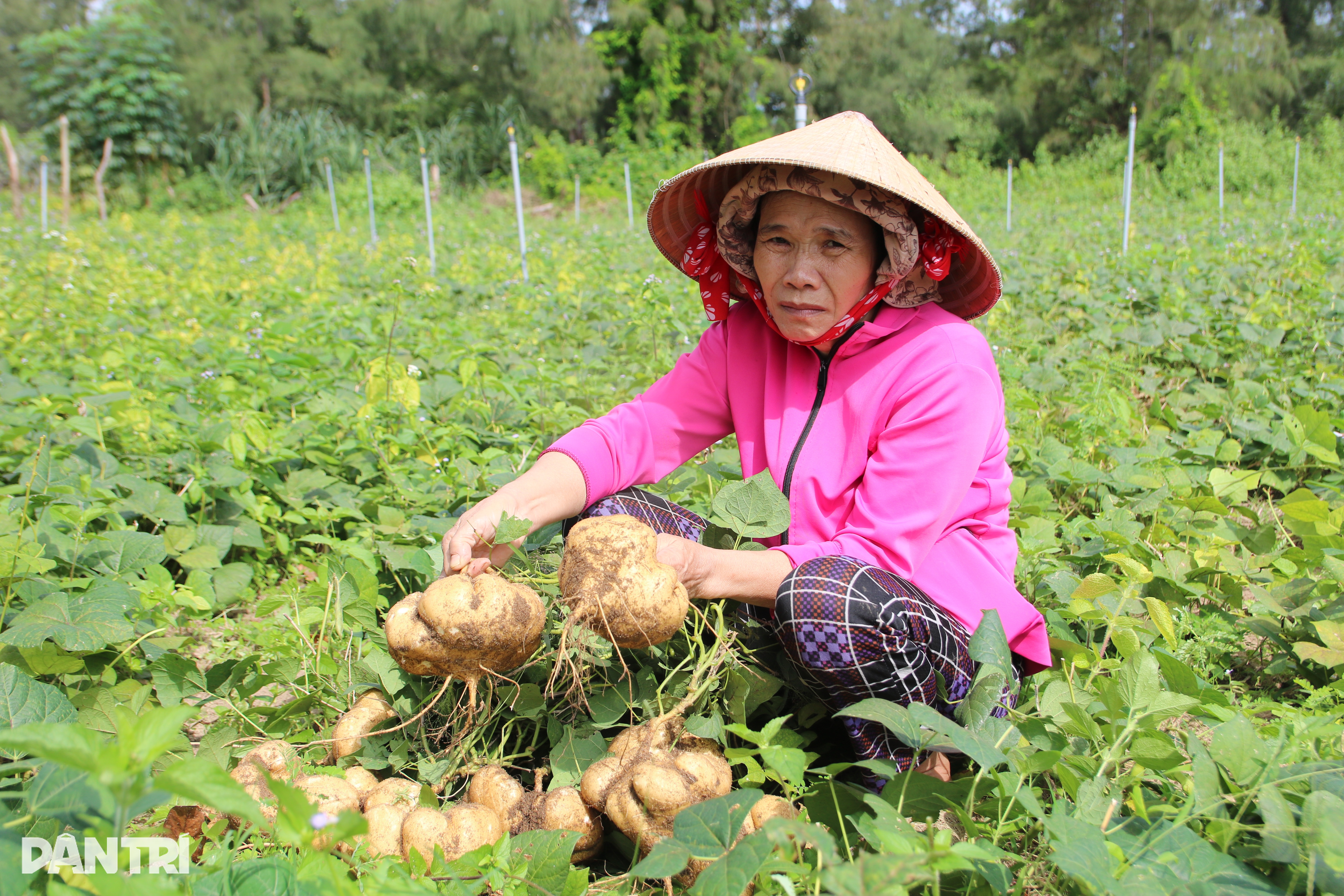 900 tons of unsold cassava, cows can't eat it all, people have to dig holes to bury it - 1 900 tấn sắn ế, bò ăn không hết, người dân phải đào hố chôn - 1