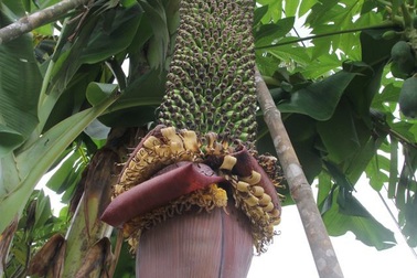 Chiêm ngưỡng buồng chuối “khủng” hơn 100 nải, dài 2m ở Lâm Đồng