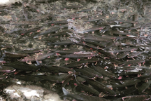 Mãn nhãn trước suối cá thần “khổng lồ” ở Thanh Hóa