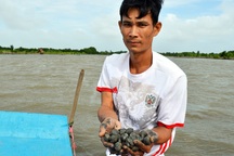 Cà Mau: Thu trăm triệu khi cho sò huyết "sống chung" với ao tôm