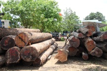 Bộ đội Biên phòng lên tiếng vụ gỗ lậu Phượng “râu”