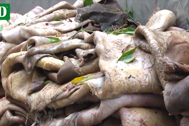 Bắt hơn 3 tấn da, mỡ bò tuồn ra Hà Nội
