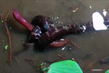 Rắn trun săn lươn, con mồi yêu thích của loài rắn này, để ăn thịt