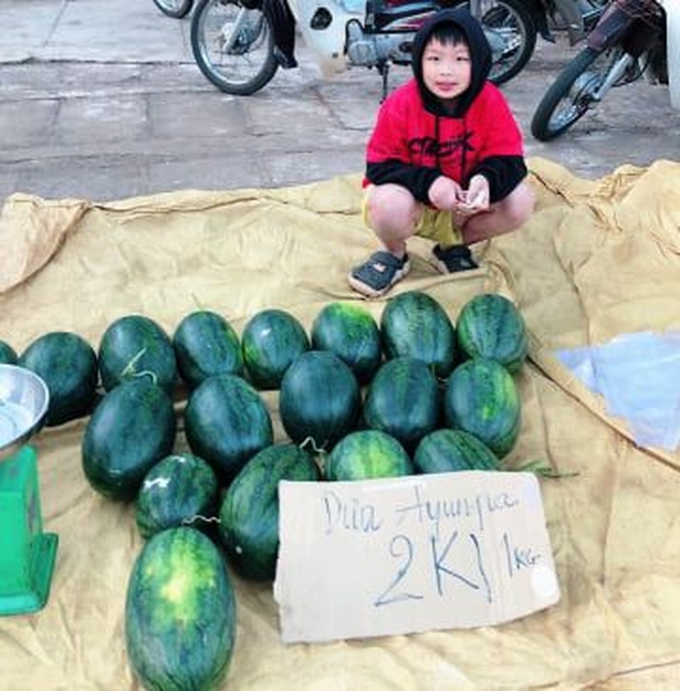 Gia Lai: Hàng chục tấn dưa hấu được giải cứu với giá cao - 2 Gia Lai: Hàng chục tấn dưa hấu được giải cứu với giá cao - 2