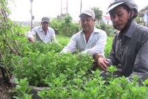 Người dân “đứt ruột” nhổ hàng ngàn chậu hoa Tết vì nghi giống kém chất lượng