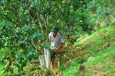 Thu nửa tỷ đồng mỗi năm từ trang trại