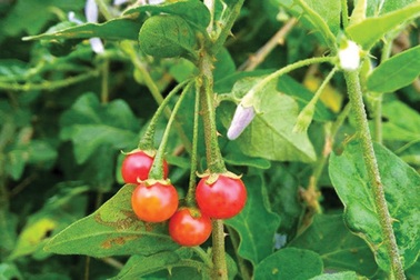 Những tác dụng tuyệt vời với lá gan của cà gai leo