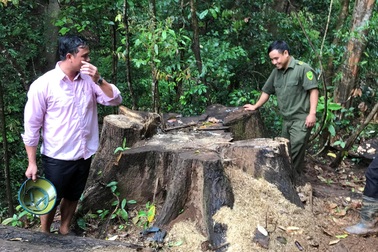 Khởi tố nguyên Trưởng công an xã  tham gia “phá rừng”