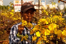 Mai nở vàng rực trước Tết, dân buôn "khóc ròng" lo mất vốn