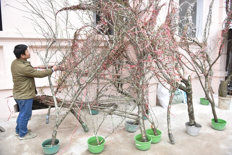Thủ tướng: Xử lý nghiêm việc chặt đào rừng về chơi Tết - 3 Thủ tướng: Xử lý nghiêm việc chặt đào rừng về chơi Tết - 3
