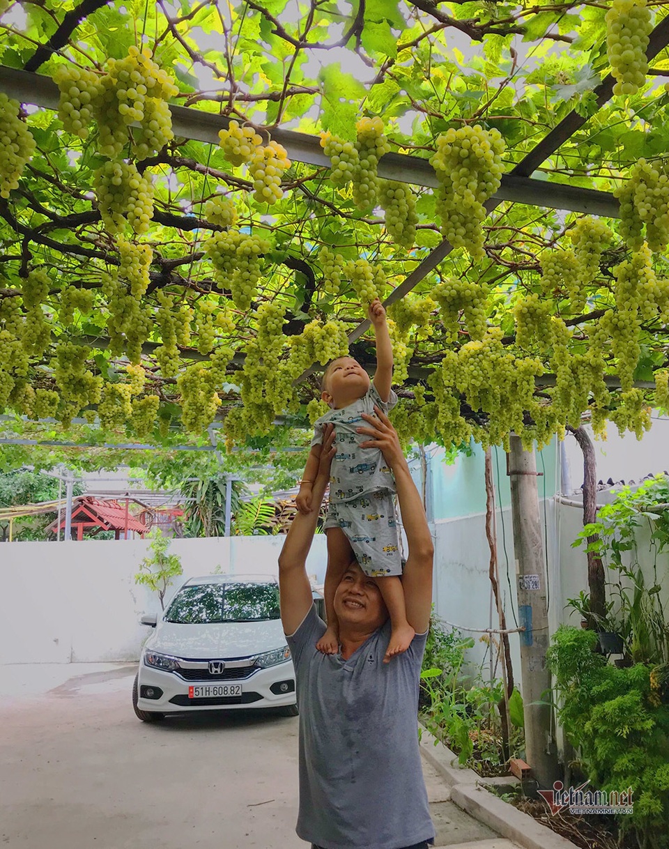 Từ gốc nho bạn tặng, nông dân Sài Gòn thu 500 triệu đồng/năm - 4