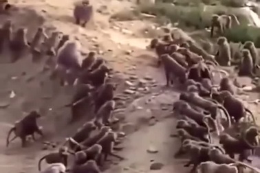 Cuộc chiến đầy khốc liệt giữa hai "băng đảng" khỉ đầu chó