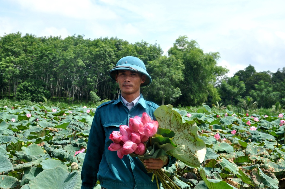 Thanh Hoá: Biến vùng đất chết thành đầm sen, nông dân thu tiền tỷ - 1 Thanh Hoá: Biến vùng đất chết thành đầm sen, nông dân thu tiền tỷ - 1