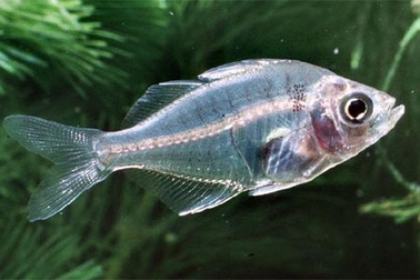 Những sinh vật sinh tồn nhờ biệt tài tàng hình