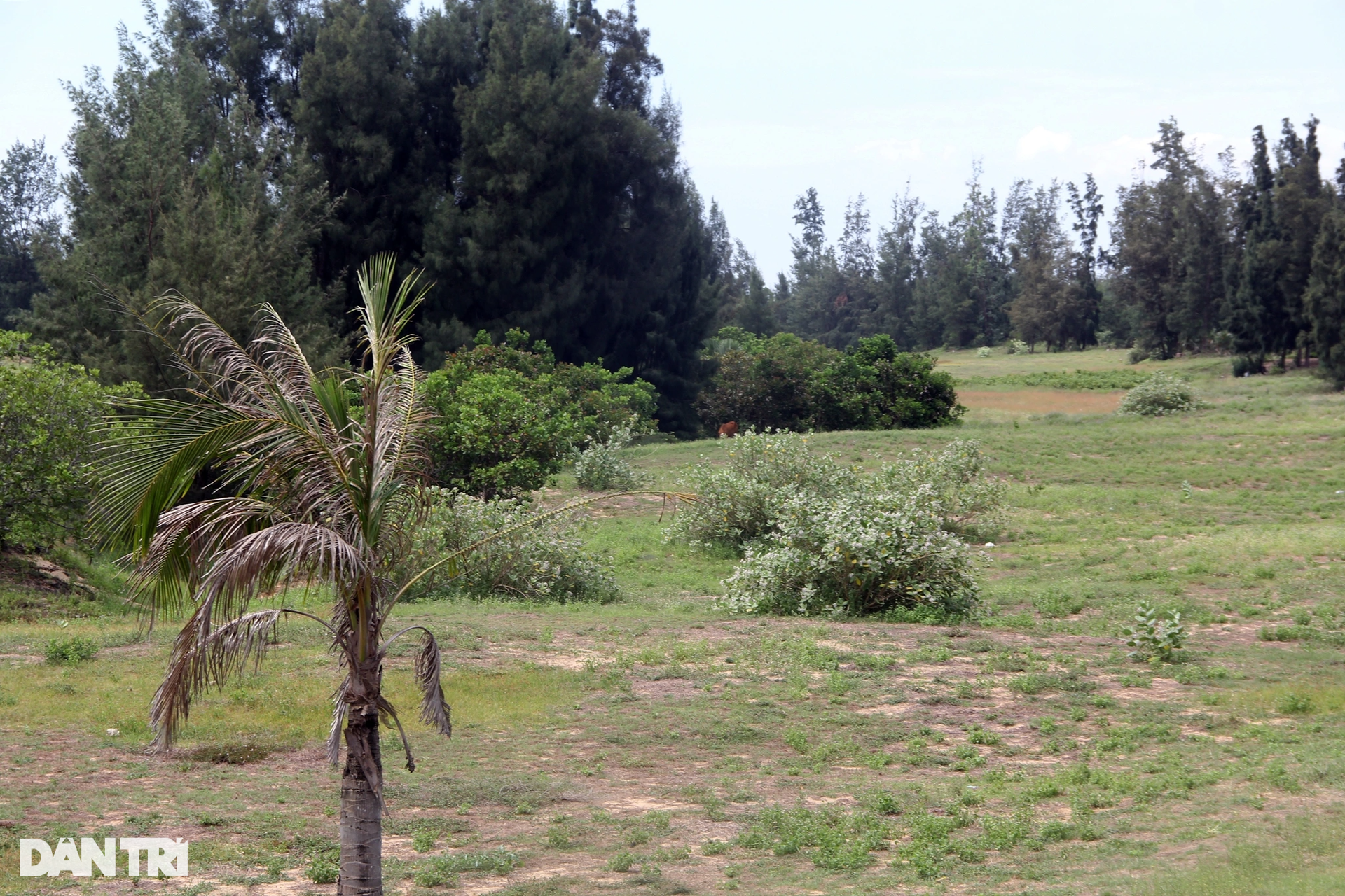 Dự án từng phá 40ha rừng phòng hộ ven biển để làm sân golf giờ ra sao? - 10 Dự án từng phá 40ha rừng phòng hộ ven biển để làm sân golf giờ ra sao? - 10