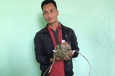 Bị trộm vườn lan 4,5 tỷ đồng, chủ vườn đột quỵ