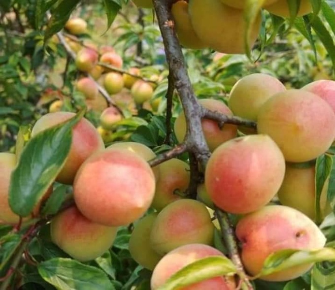 Đào Sapa vào mùa, chìm đắm trong hương vị ngọt ngào của trái ngon Tây Bắc - 3