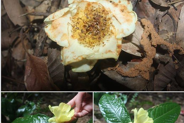 Phát hiện 2 loài trà mi quý hiếm ở Hà Tĩnh