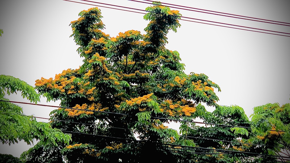 Mùa hoa Giáng Hương rực rỡ thành Vinh - 6 Mùa hoa Giáng Hương rực rỡ thành Vinh - 6