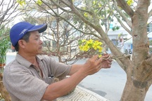 Cận cảnh cây mai vàng “khủng” trên 50 năm có giá... “bèo”