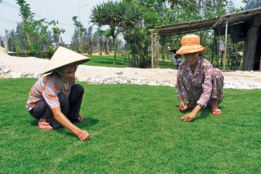 Nghề trồng cỏ ở Hội An