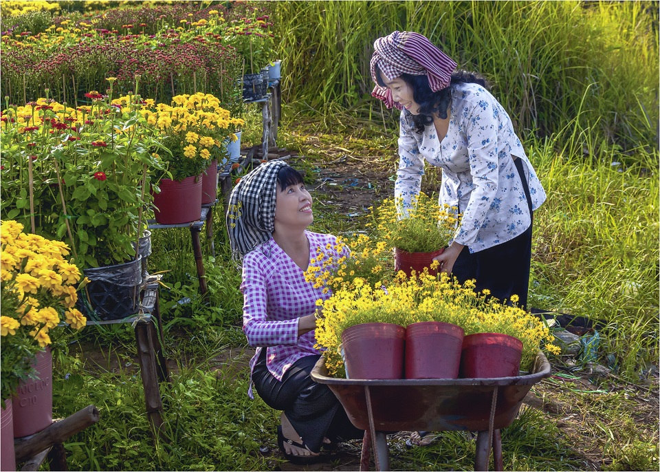 Chuẩn bị đưa hoa ra chợ Tết… - 1 Chuẩn bị đưa hoa ra chợ Tết… - 1