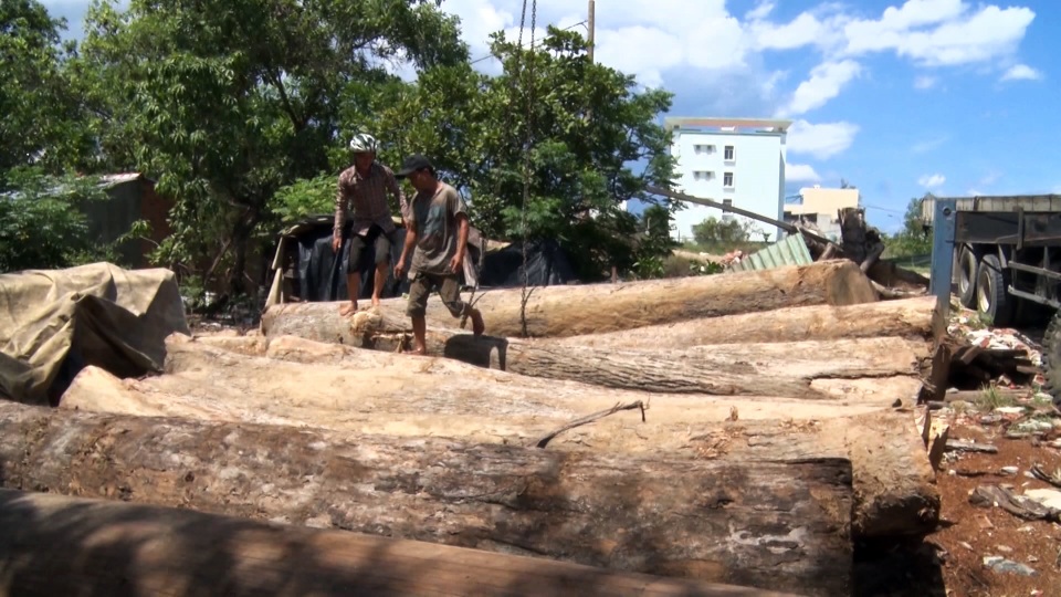 Thêm thủ đoạn phá rừng tại Phú Yên: Dùng cả đàn trâu kéo gỗ đi tiêu thụ! - 5 Thêm thủ đoạn phá rừng tại Phú Yên: Dùng cả đàn trâu kéo gỗ đi tiêu thụ! - 5