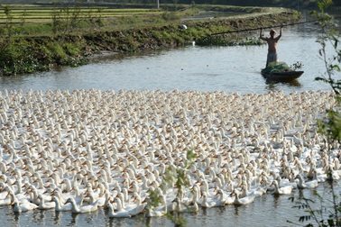 Dịch tả lợn đẩy người nông dân chuyển hướng sang chăn nuôi bò và đà điểu
