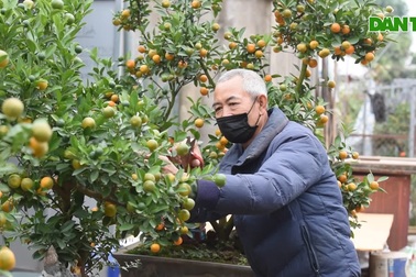 "Đột nhập" vườn quất bonsai hơn 1.000 cây ở Tứ Liên, Hà Nội