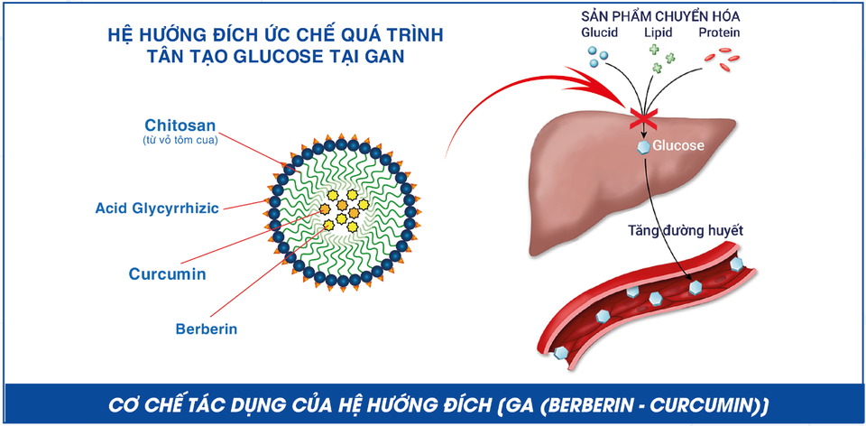 Nhà khoa học Việt khiến berberin thành thảo dược hỗ trợ cho người đái tháo đường - 1 Nhà khoa học Việt khiến berberin thành thảo dược hỗ trợ cho người đái tháo đường - 1