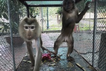 Thả 2 cá thể khỉ quý hiếm bị nuôi nhốt về môi trường tự nhiên