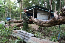 Đau đầu nghĩ cách canh kho gỗ trắc tiền tỷ