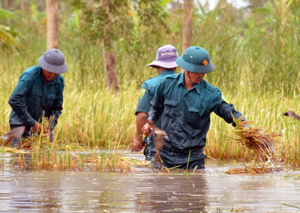 Hàng trăm bộ đội, dân quân tự vệ lội ruộng giúp dân gặt lúa chạy ngập lụt - 2 Hàng trăm bộ đội, dân quân tự vệ lội ruộng giúp dân gặt lúa chạy ngập lụt - 2