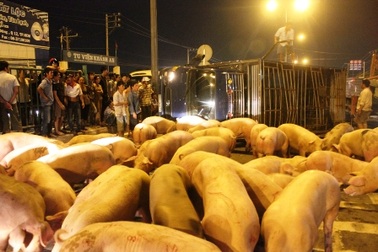 Xe tải lật nhào, hàng chục con heo "nháo nhác" trên quốc lộ