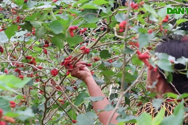 Thu hoạch quả dâu tằm, thu cả triệu đồng/ngày