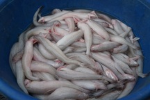 Cá khoai giá cả triệu đồng mỗi kg, có ngày ngư dân kiếm gần 10 triệu