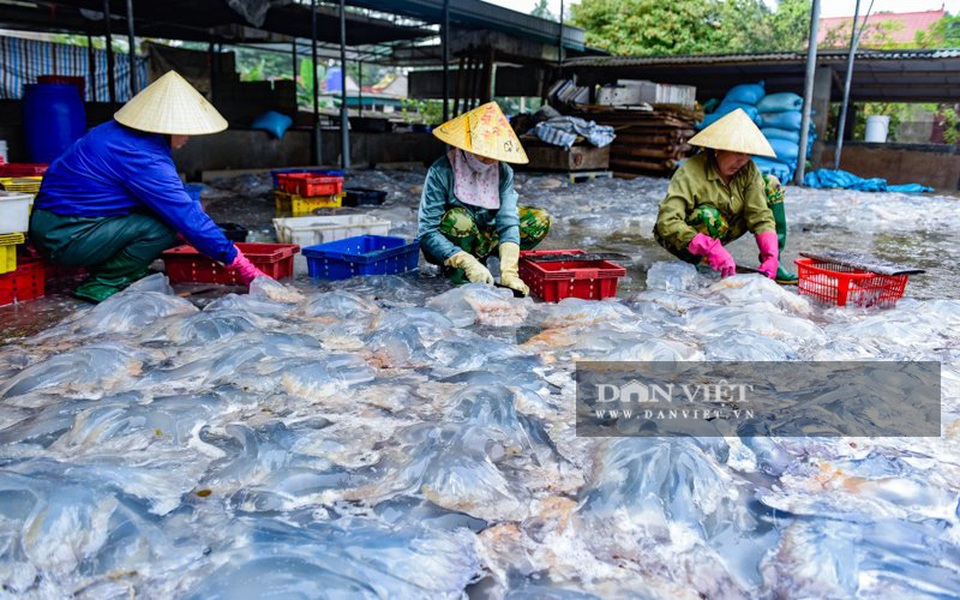 Vào mùa sứa biển, ngư dân Thanh Hóa có tiền triệu nhờ lộc trời - 7 Vào mùa sứa biển, ngư dân Thanh Hóa có tiền triệu nhờ lộc trời - 7