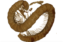 Phát hiện hoá thạch rết cổ đại 99 triệu năm tuổi