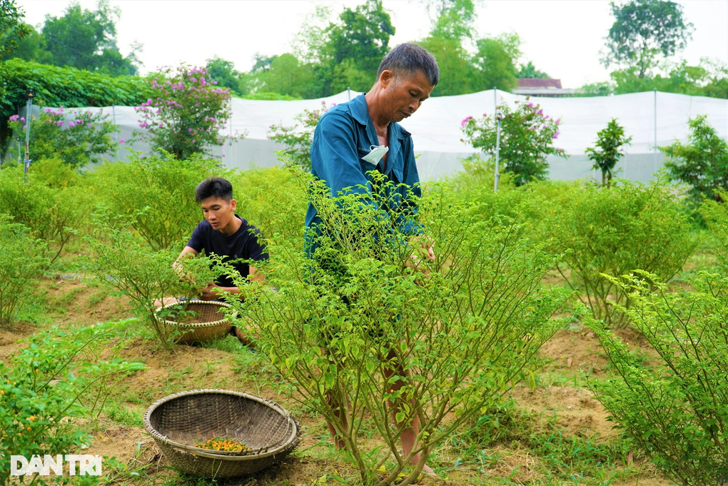 Trồng loại ớt đắt nhất thế giới, ôm lãi hàng trăm triệu đồng - 11 Trồng loại ớt đắt nhất thế giới, ôm lãi hàng trăm triệu đồng - 11