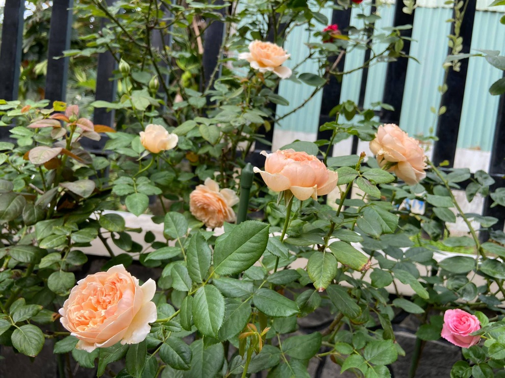 Bí quyết bắt bệnh, chăm hồng của nữ điều dưỡng tại TPHCM - 4 Bí quyết bắt bệnh, chăm hồng của nữ điều dưỡng tại TPHCM - 4