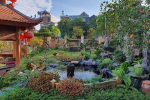 Ngắm nhà gỗ cổ Bắc Bộ với hồ cá Koi đẹp hiếm có ở ngoại thành Hà Nội