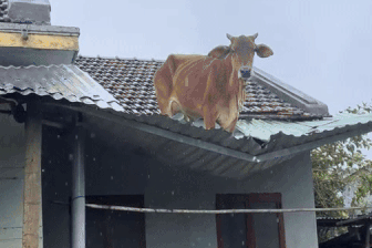 Chú bò bị mưa lũ trôi dạt lên mái nhà ở Đắk Lắk được chủ nhân tới đón về